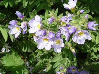 Jacob's ladder