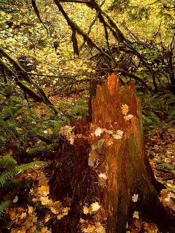 Stump and autumn leaves on trail
