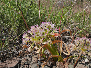 wild onion. 
Painted Hills Oregon 5/14/17