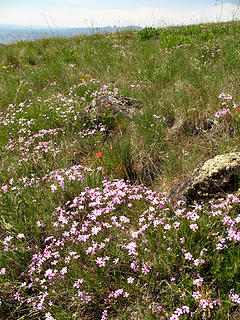 Wildflowers atop Puffer Butte in the Blue Mountains, Southeast Washington.