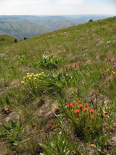 Wildflowers atop Puffer Butte in the Blue Mountains, Southeast Washington.