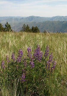 Wildflowers atop Puffer Butte in the Blue Mountains, Southeast Washington.