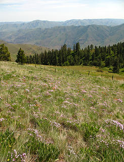 Wildflowers atop Puffer Butte in the Blue Mountains, Southeast Washington.