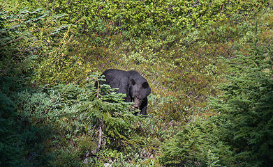 Black Bear near Anderson Pass