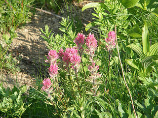 Pink Paintbrush on Crystal Peak trail.