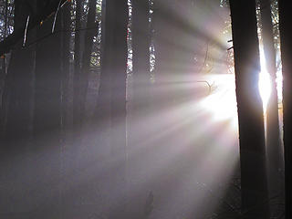 Sun Rays 3 Tiger Mtn Summits, From chirico, through Poo top, 01/22/11