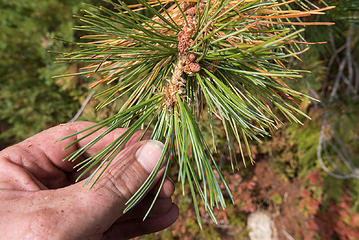 Pine needles
