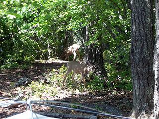 campground visitors