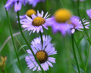 Spray Park flowers