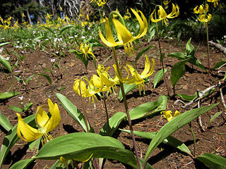 More glacier lilies.