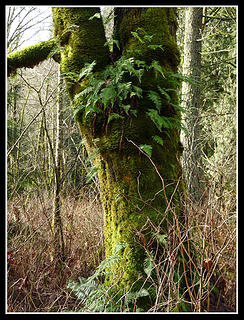 Ferns & Moss On Tree