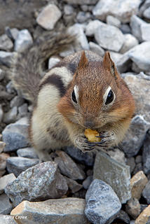 Golden Mantled Ground Squirrel