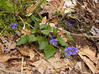 violets on Gaudineer Knob