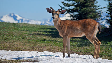 June - Deer at Hurricane Hill, Olympic National Park