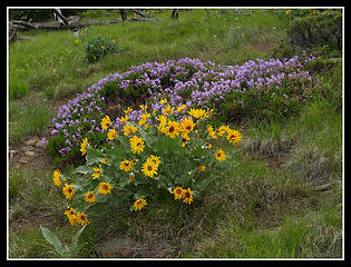 Balsamroot & Penstemon