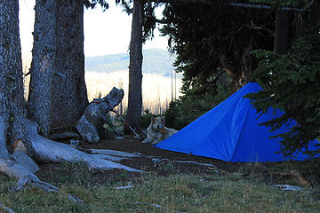 camp below sunny pass