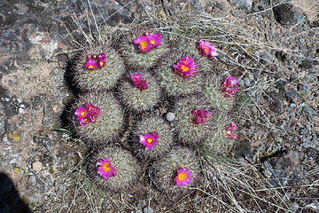 Hedge Hogs were in bloom from Cape Horn to Quilomene Creek.