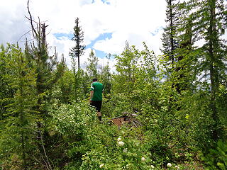 Looking for the highest stump on Lime Ck Mountain, a Wa P2k.