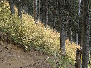 Early fall colors on Miller Peak trail.