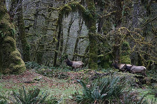 Roosevelt Elk