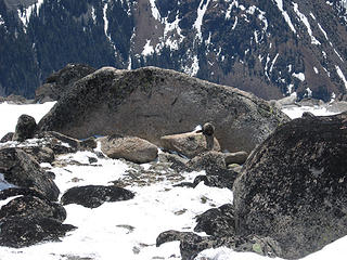 Summit marmot