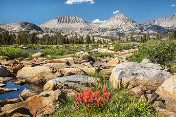 Wildflowers near Davis Lake