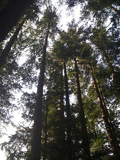 Tall Hemlocks on this route