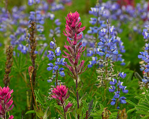 Spray Park flowers 2