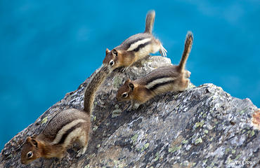 Golden Mantled Ground Squirrel