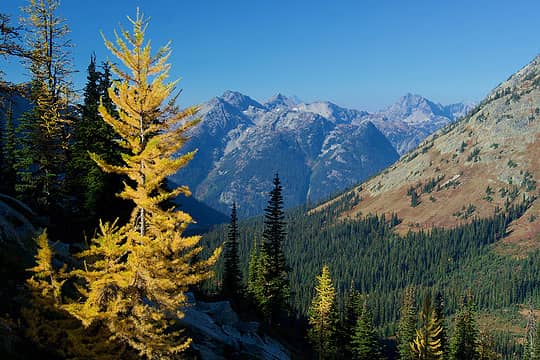 Copper Pass Larch