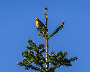 Varied thrush