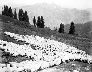 Sheep on Benchmark Mtn