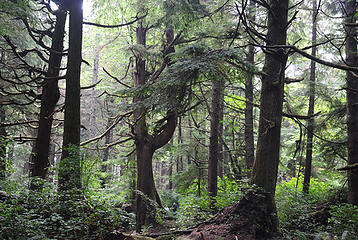 2nd Beach forest