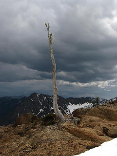 Lone snag