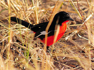 Red-breasted shrike, Hwange National Park, Zimbabwe