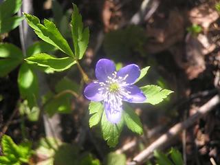 Blue Anemone(?)