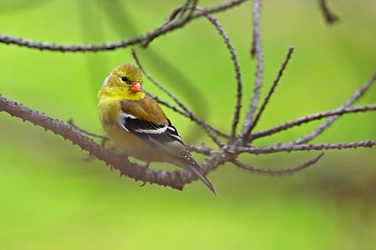 Goldfinch (female, juvenile)