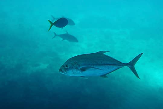 76- Reef fish