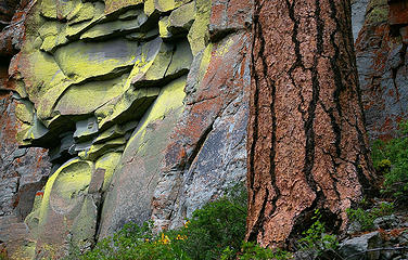 Ponderosa and lichen rock detail
