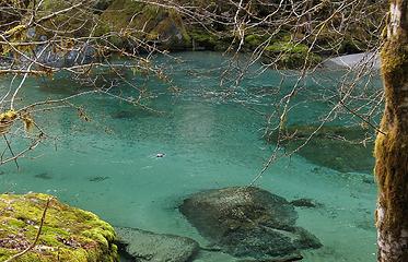 Bird swimming in Baker River