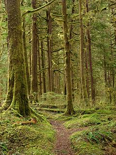 Mossy forest between Lake & Sulphide Creeks