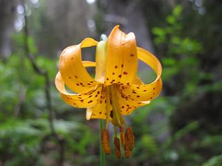 Tiger Lily