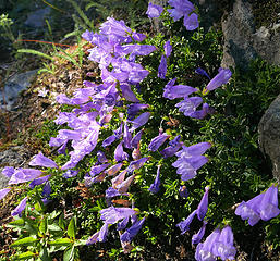 65. trail next to Carbon Glacier