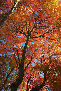 Vine maple at my office.