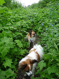 My Papillons fighting thru brush