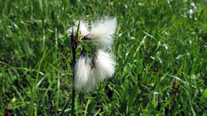 cotton-grass
