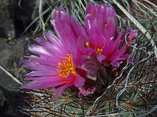 Hedgehog cactus