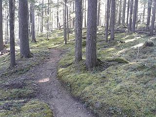My first uphill the next morning, to the Junction area, and the forest floor is all moss for miles
