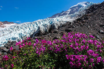 Flowers on Heliotrope Ridge