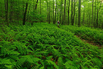 3- GaliWalker walking through ferns